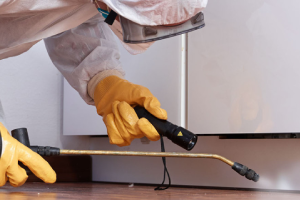 Messie Schädlingsbekämpfung Kleve